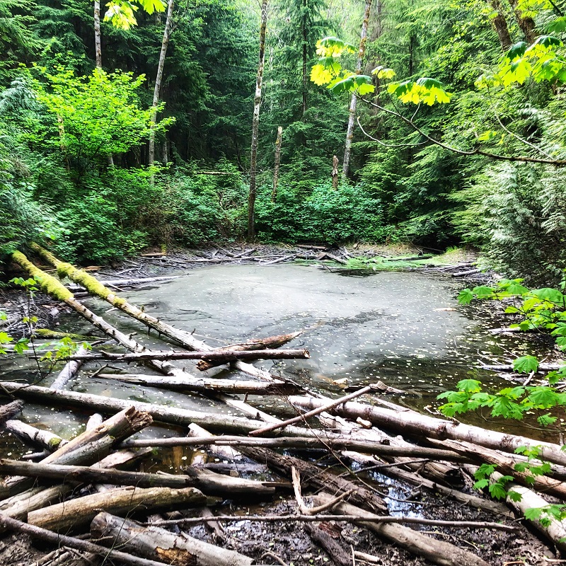 little pond in the forest