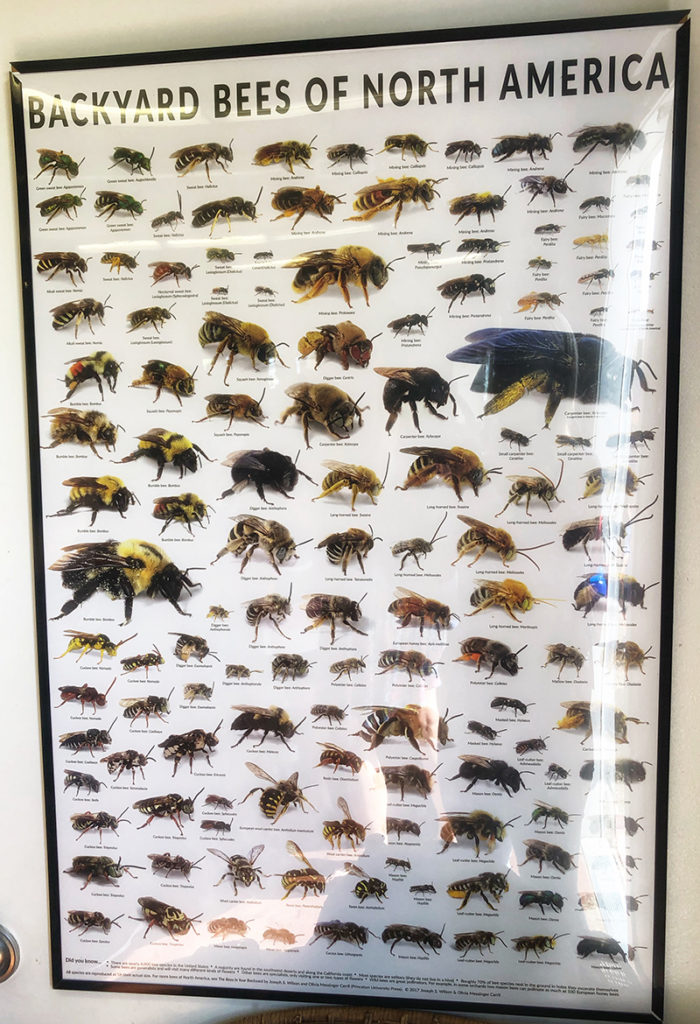 PerfectDayToPlay - Backyard bees of north america poster