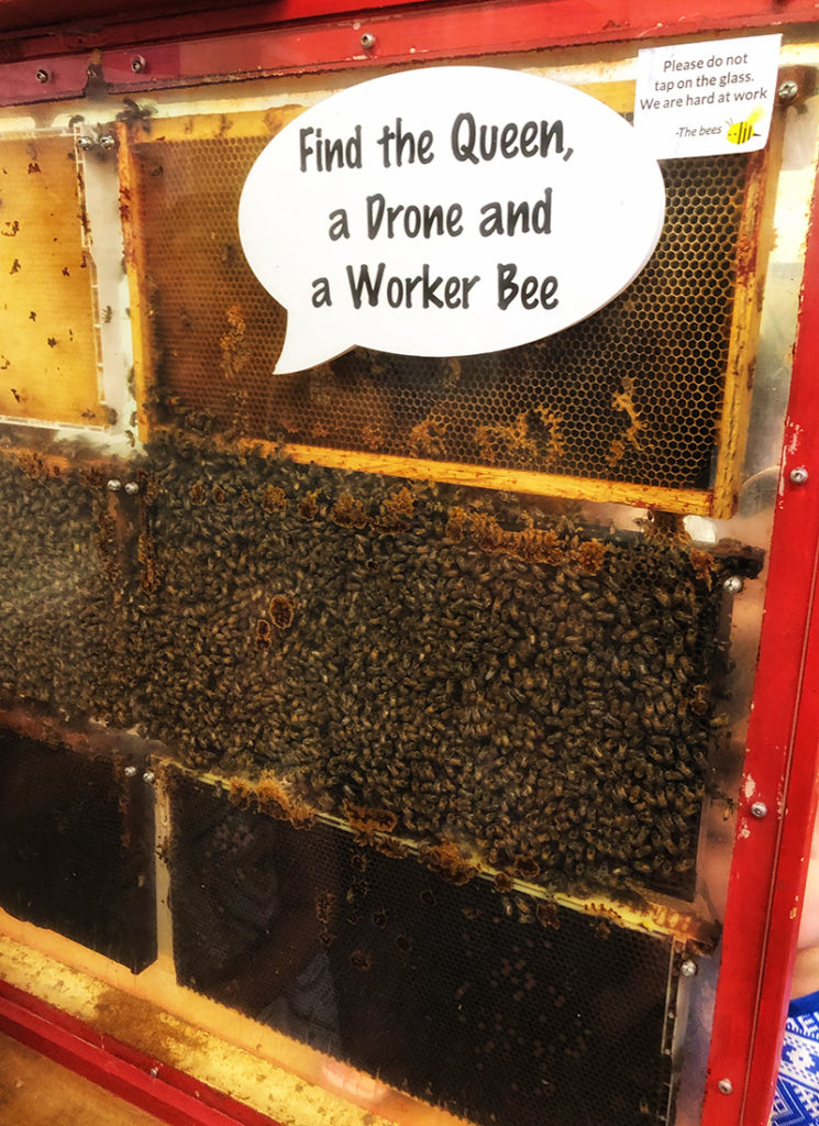 PerfectDayToPlay - bee hive - find the queen, a drone and a worker bee
