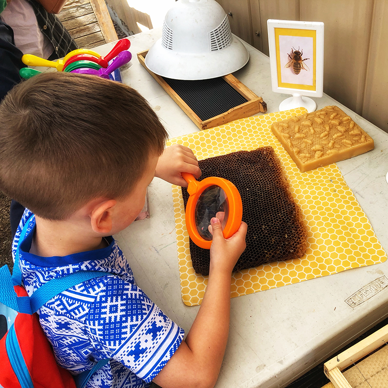 PerfectDayToPlay - Honeybee Centre educational presentations Cosmos studying honeycomb with a magnifying glass
