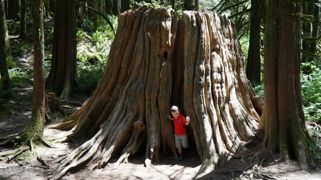 Cosmos is playing hide-and-seek near gigantic ancient cedar tree stumps along stroller friendly hike and wheelchair accessible trail