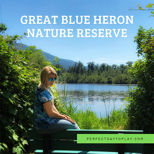 Great Blue Heron Nature Reserve: bird watching for kids in Chilliwack, BC