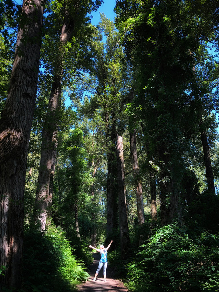 PerfectDayToPlay - Chilliwack river trail through bird-watching heaven large trees