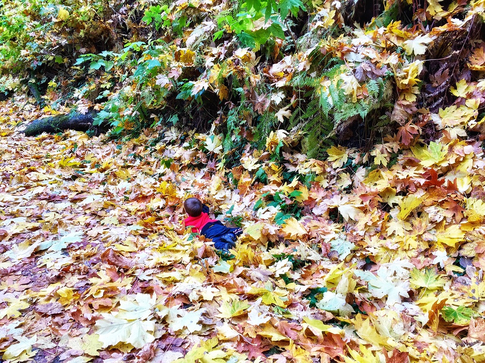 Child swims in the sea of fall changing colours foilage