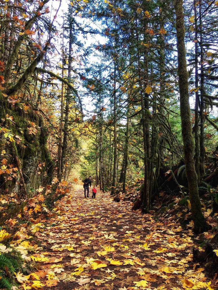 Golden alley full of autumn leaves - hike at Bowen Island