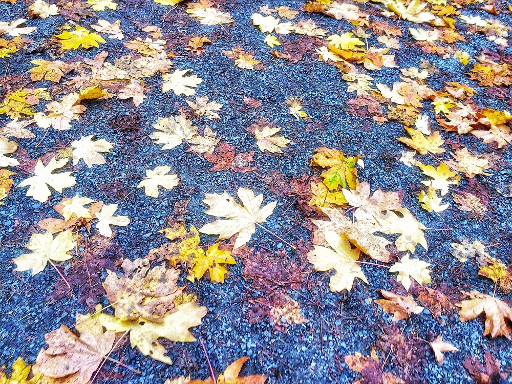 Autumn leaves covering the ground - fall in October