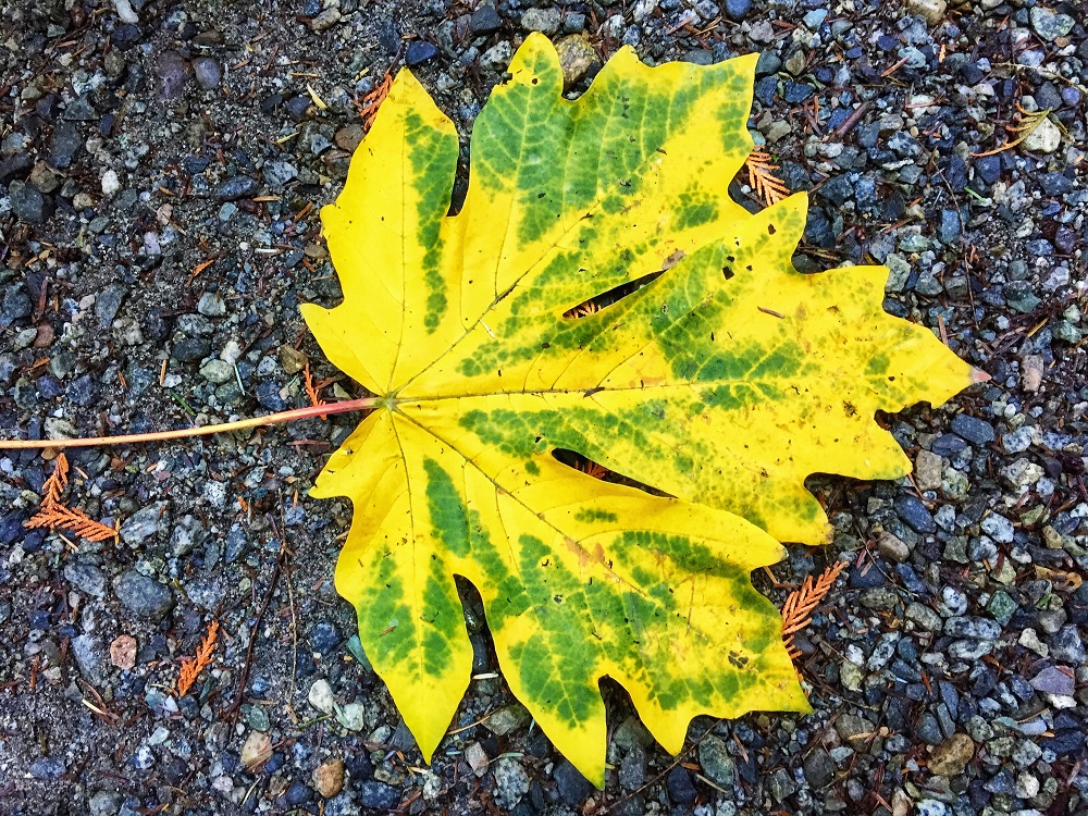 Maple leaf on the ground - fall in Vancouver