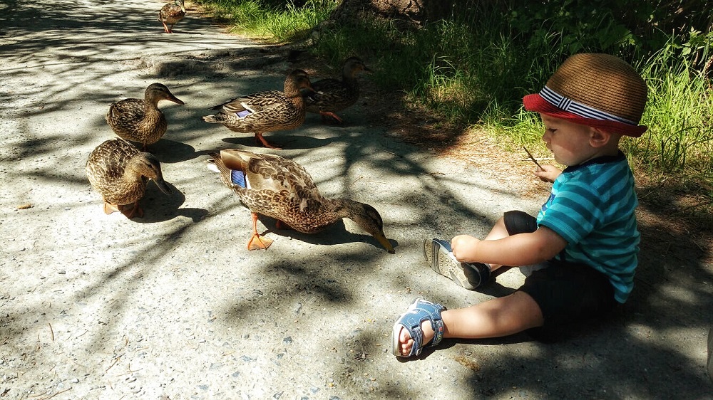 Child feeding ducks at G. Reifel Bird Sanctuary