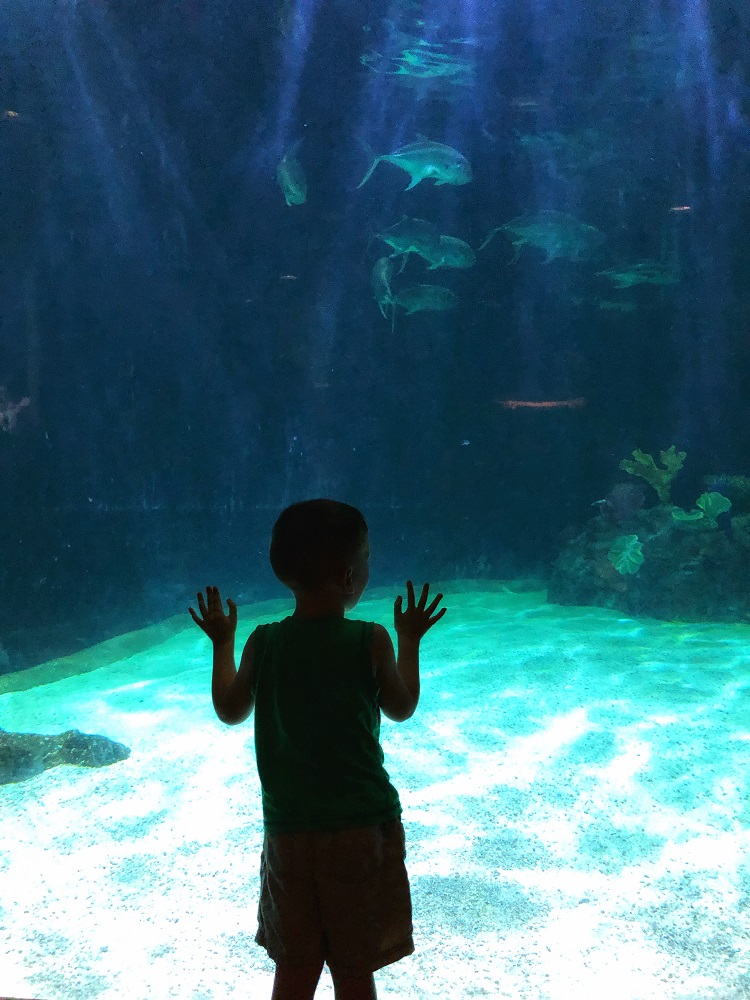 educational indoor activities for kids - vancouver aquarium