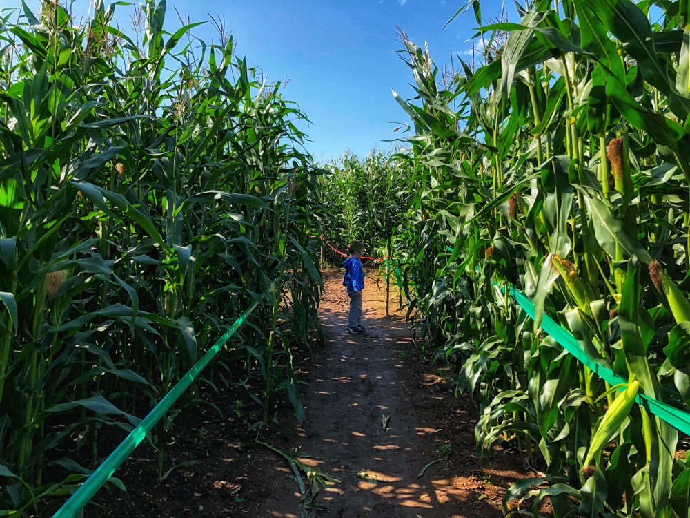 chilliwack corn maze farm, places to stop on Vancouver to Kelowna road trip