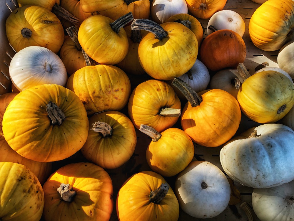 Applebarn Pumpkin Farm: Ultimate U-Pick Farm Experience @ Vancouver