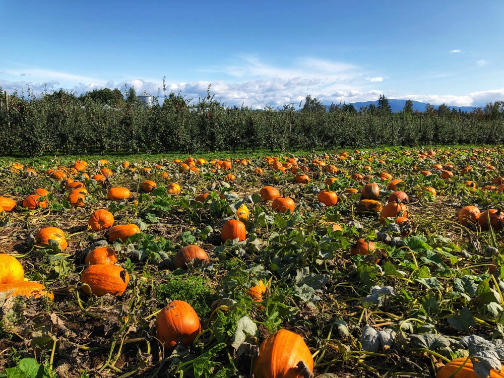 Applebarn pumpkin patch - outdoor attraction to visit with kids in Surrey, BC 