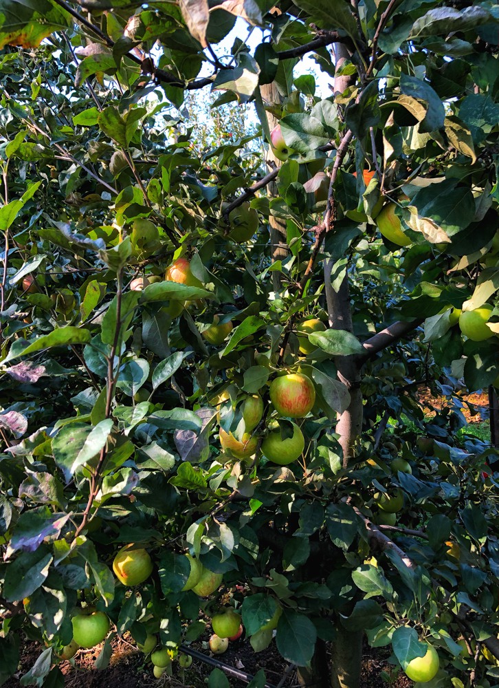 apple trees with local apples