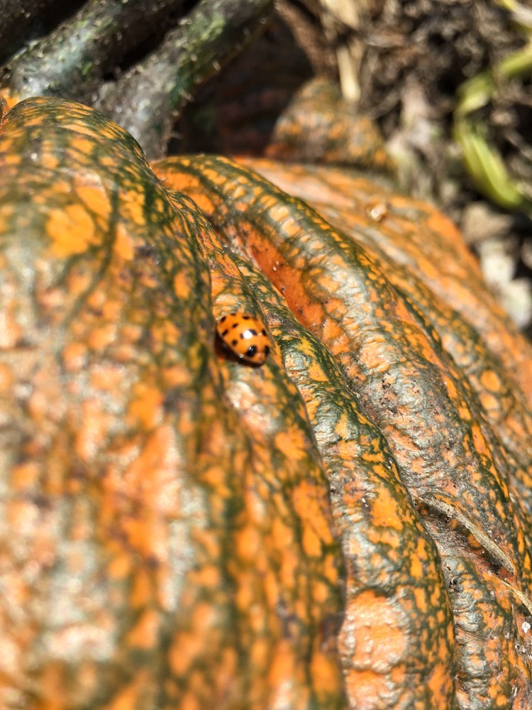 ladybug crawling on a pumpkin
