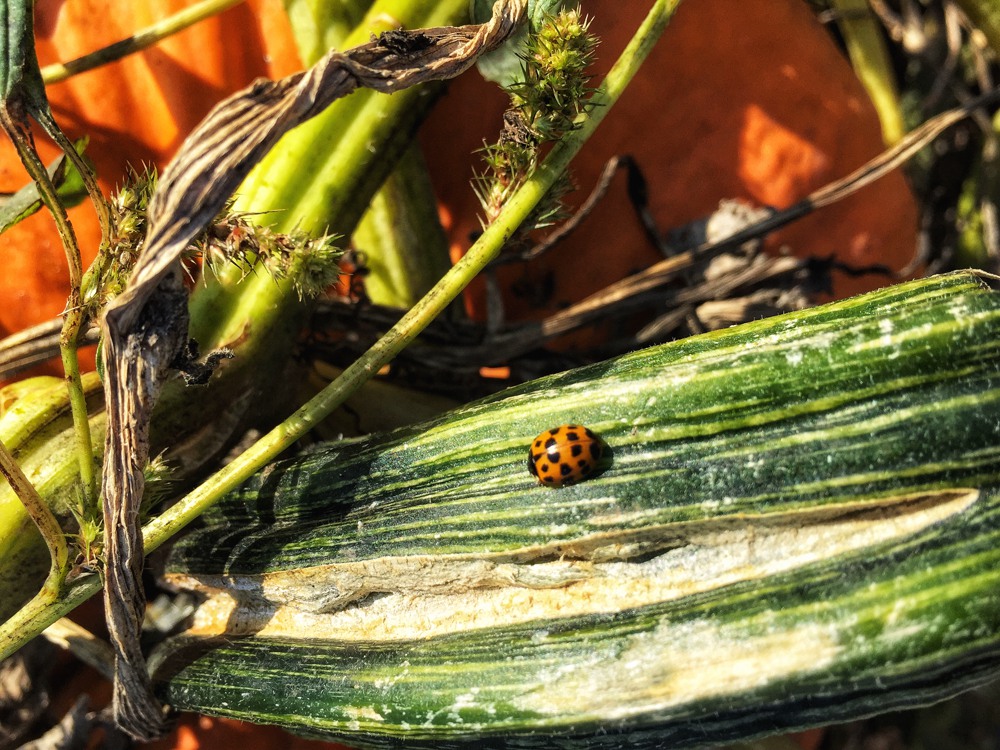 a Ladybug on a pumpkin