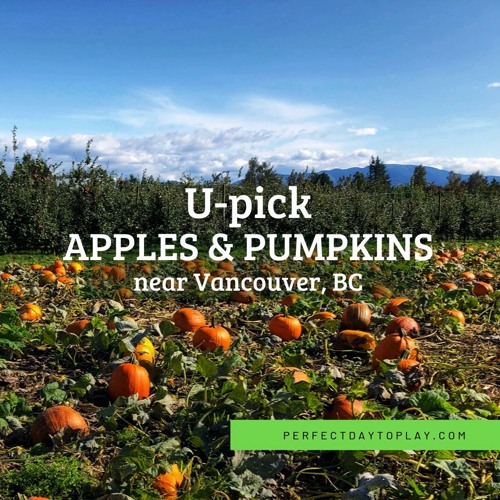 Applebarn Pumpkin Farm: Ultimate U-Pick Farm Experience near Vancouver
