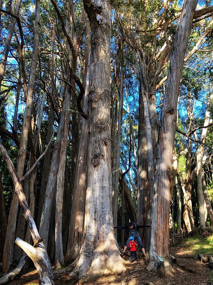 Haleakala National Park tall trees when hiking with kids