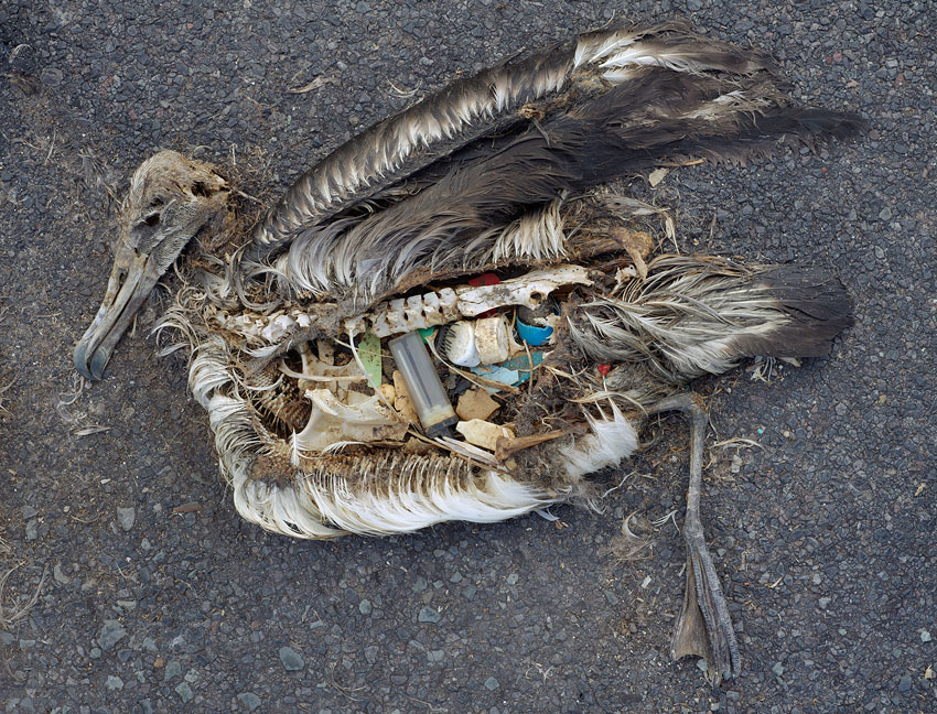 Effects of Plastic and Microplastic Pollution. Photo by Chris Jordan - Message From Gyre