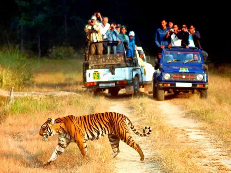Bengal Tiger as spotted from Jim Corbett National Wildlife Reserve in India