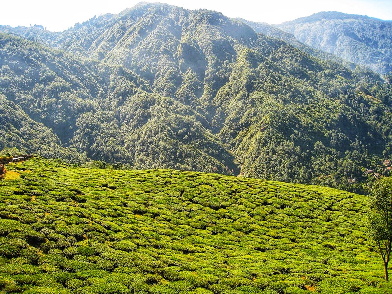 Tea plantations of Northeast India