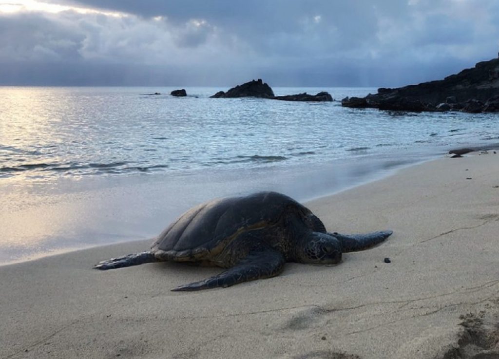 turtle at the beach of Maui, Hawaii
