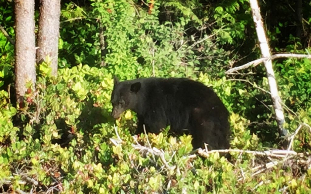 Black bear in the bushes - respect the wild life - bare safety