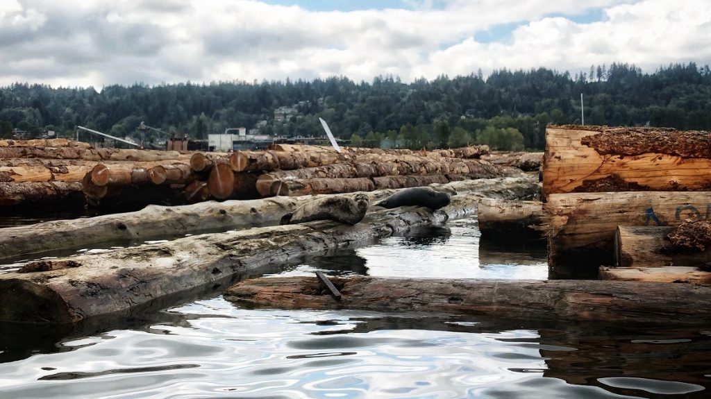 Seals on logs in Port Moody - Leave No Trace principle - do not approach or feed wildlife.