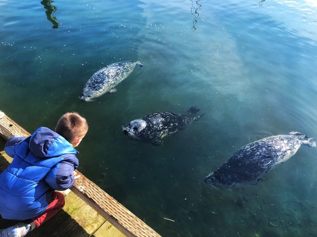 three seals and a child at Prestige Oceanfront Resort Sooke, BC - best place to stay in Sooke