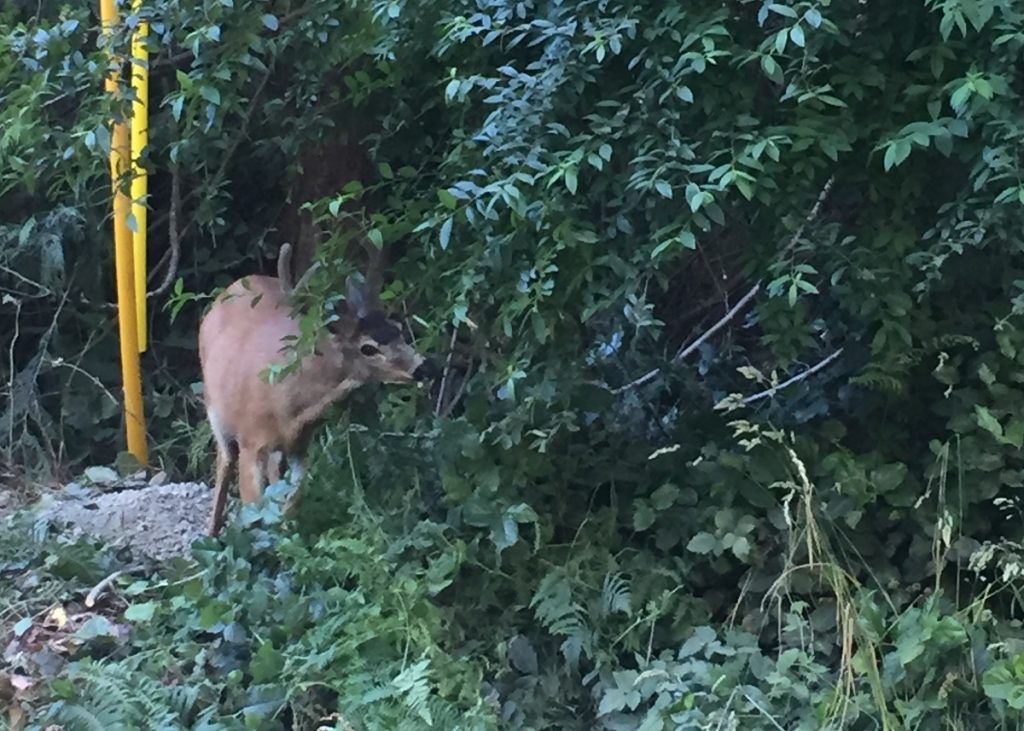 Deer spotted in the bushes on the road near Sooke BC