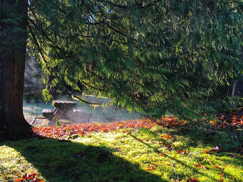 Picnic bench in the morning - Mundy Park, Coquitlam, BC