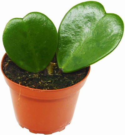 heart plant on Amazon - eco-friendly mother's day gift idea