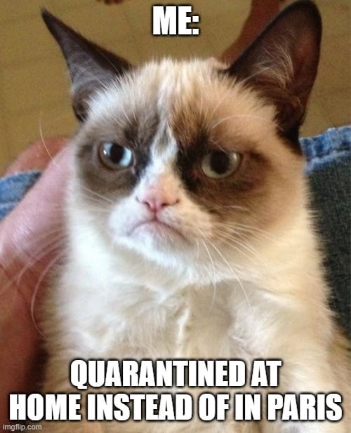 quarantined at home instead of in Paris angry cat meme