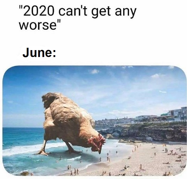 chicken at the beach funny 2020 meme