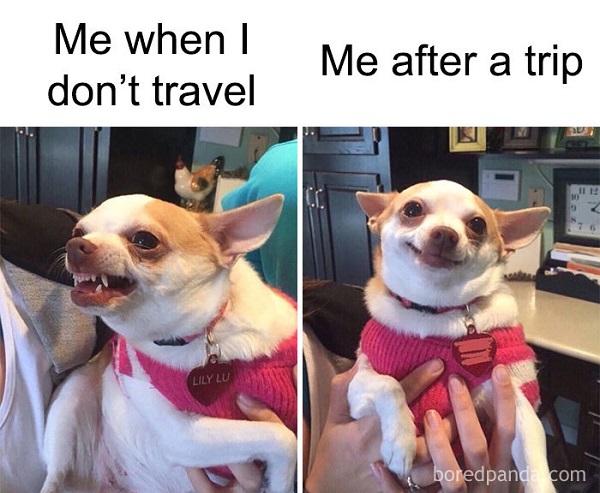 little dog joking about travel