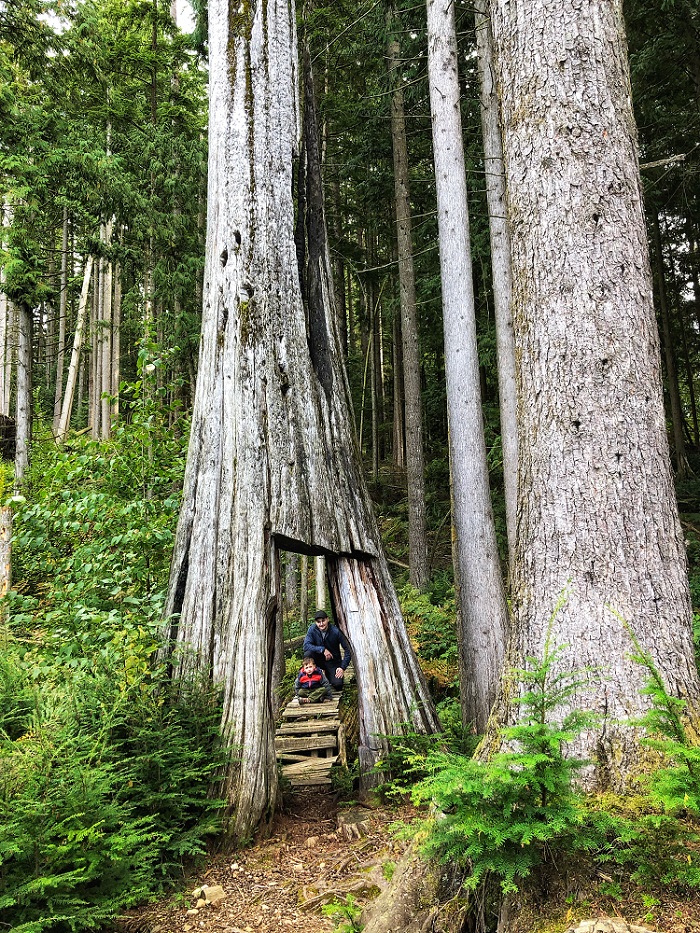 father and son next to a large tree - Bear Mountain trail near Mission BC