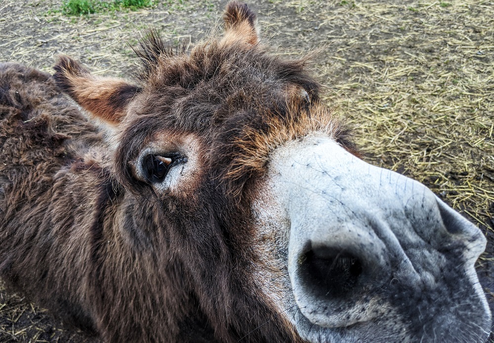donkey face close-up