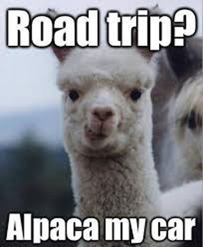 road trip alpaca funny meme