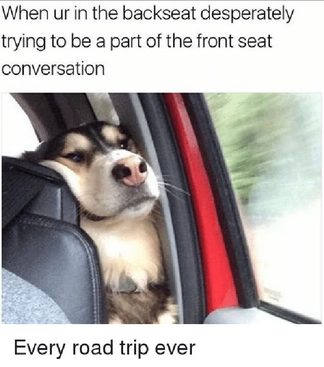 backseat driver dog funny meme
