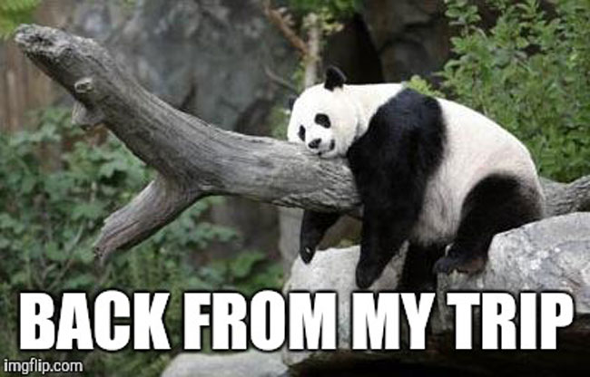 back from my trip tired panda funny meme