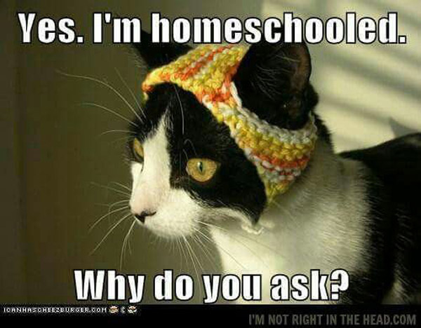 homeschooling cat
