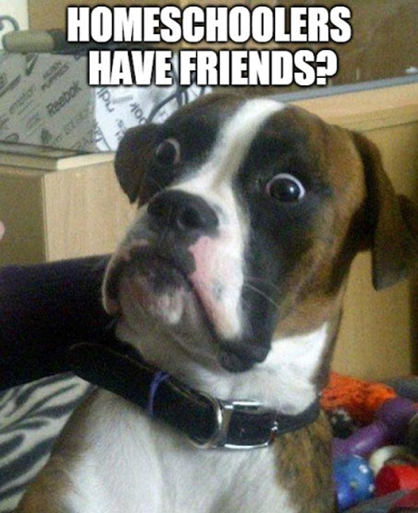 homeschoolers have friends? funny dog meme