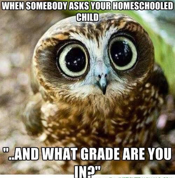 homeschooler asked what grade are you in funny owl meme