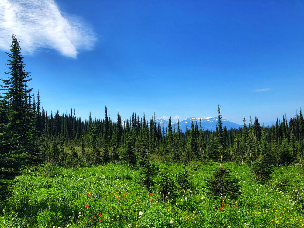 Alpine meadows lush with blooming wildflowers at Mt Revelstoke