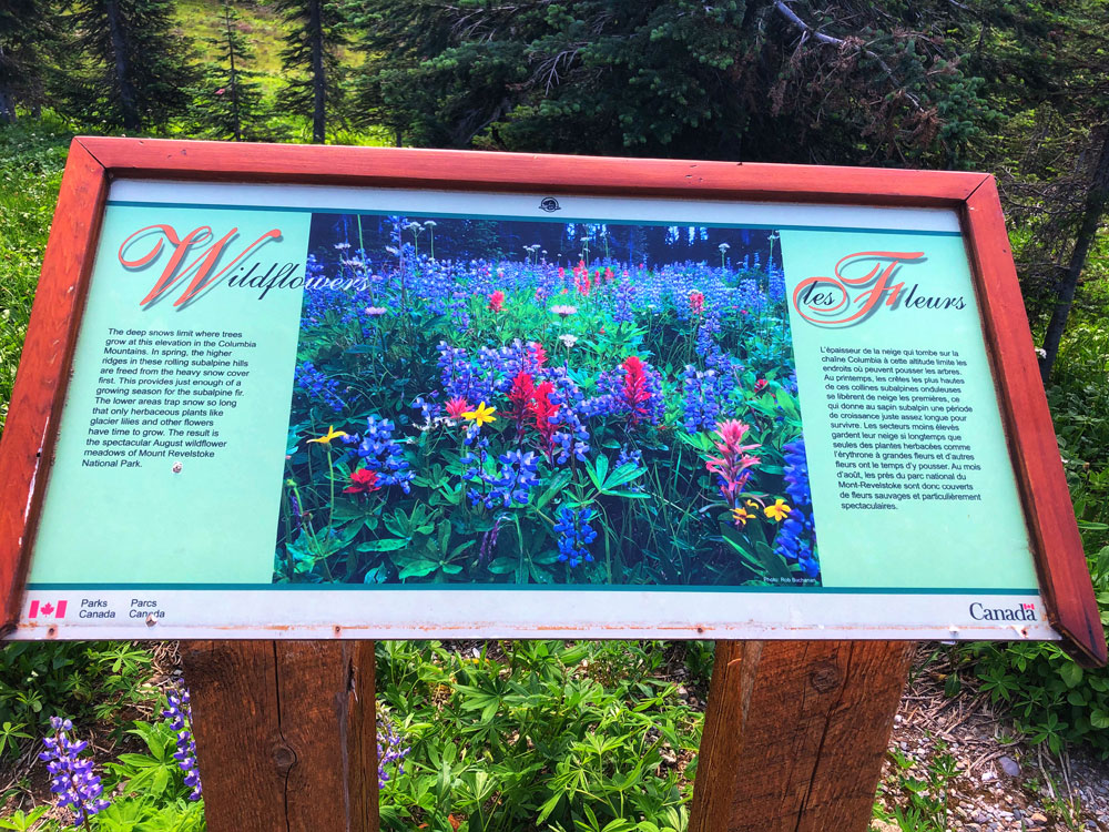 wildflowers in bloom, a stand at the side of the road at Mt Revelstoke