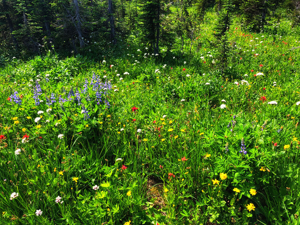 alpine wildflowers at the cedar forest