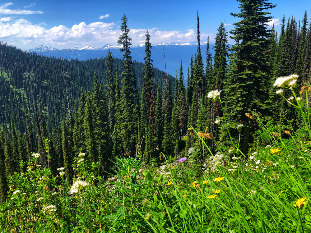 stunning wildflowers of Mount Revelstoke National Park in British Columbia, Canada
