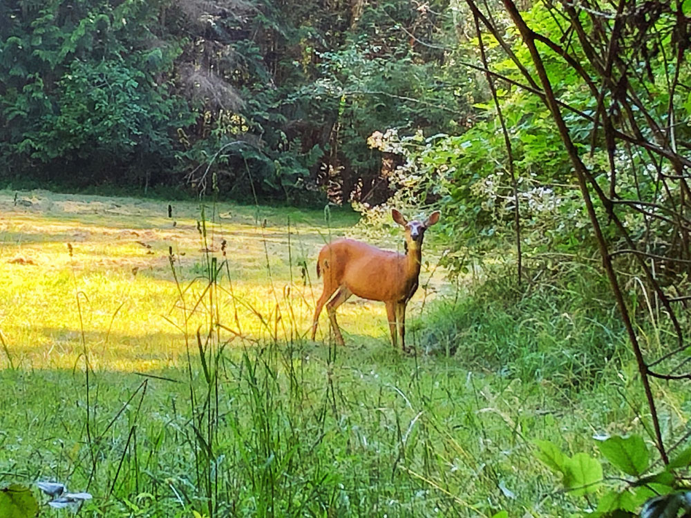 Deer in the forest, wildlife on Sunshine Coast