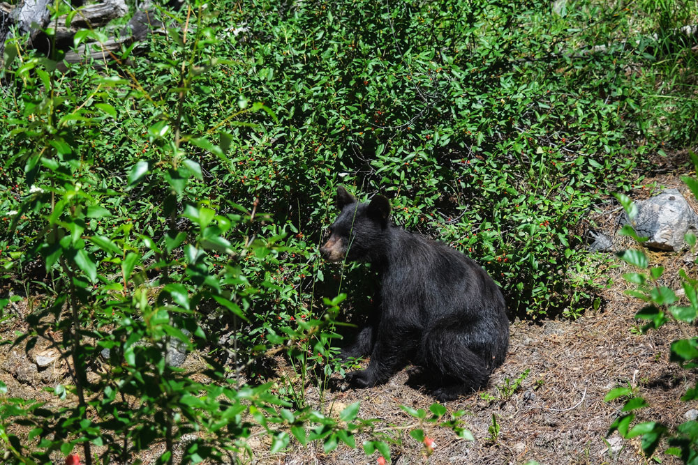 black bear cub playing in the bush