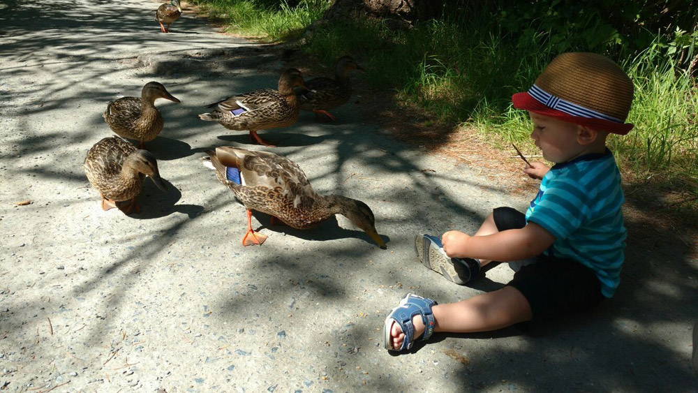 George C. Reifel Bird Sanctuary child feeding ducks