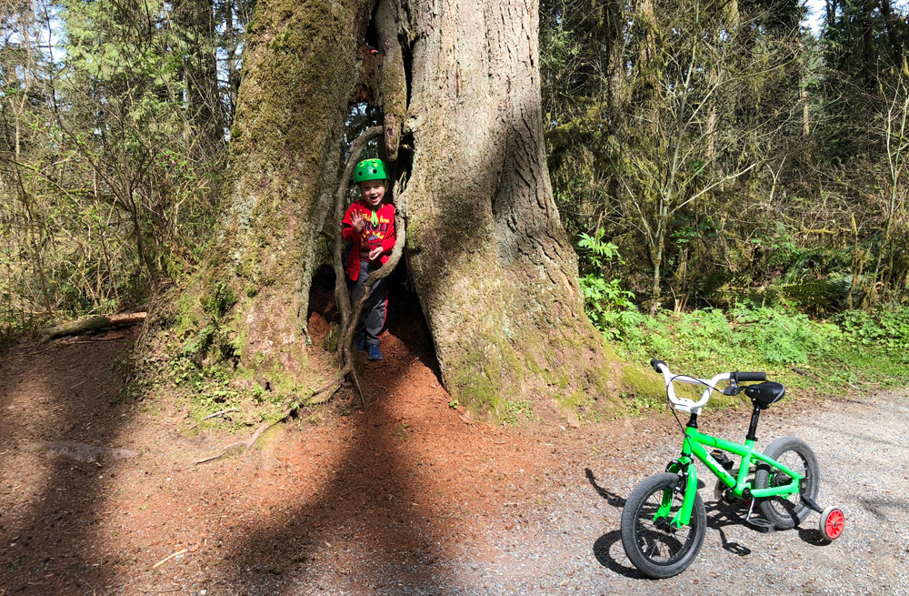 Houston trail in Derby Reach Park near Langley BC - child is hiding in a tree while biking